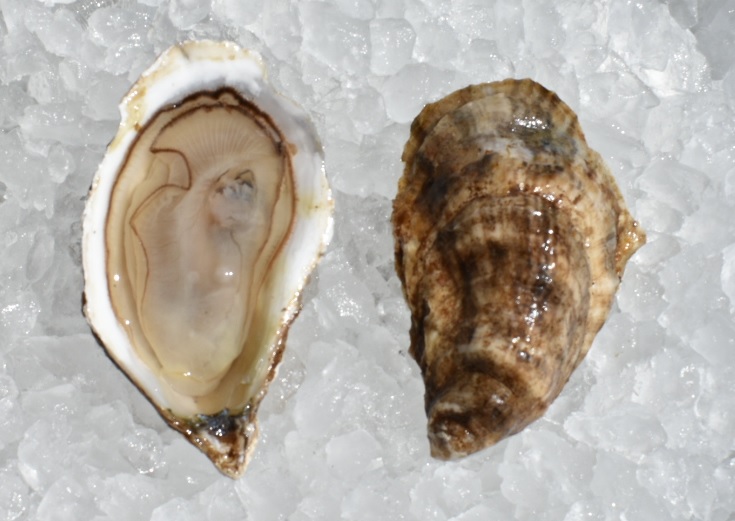 A picture containing mollusk, animal, invertebrate

Description automatically generated